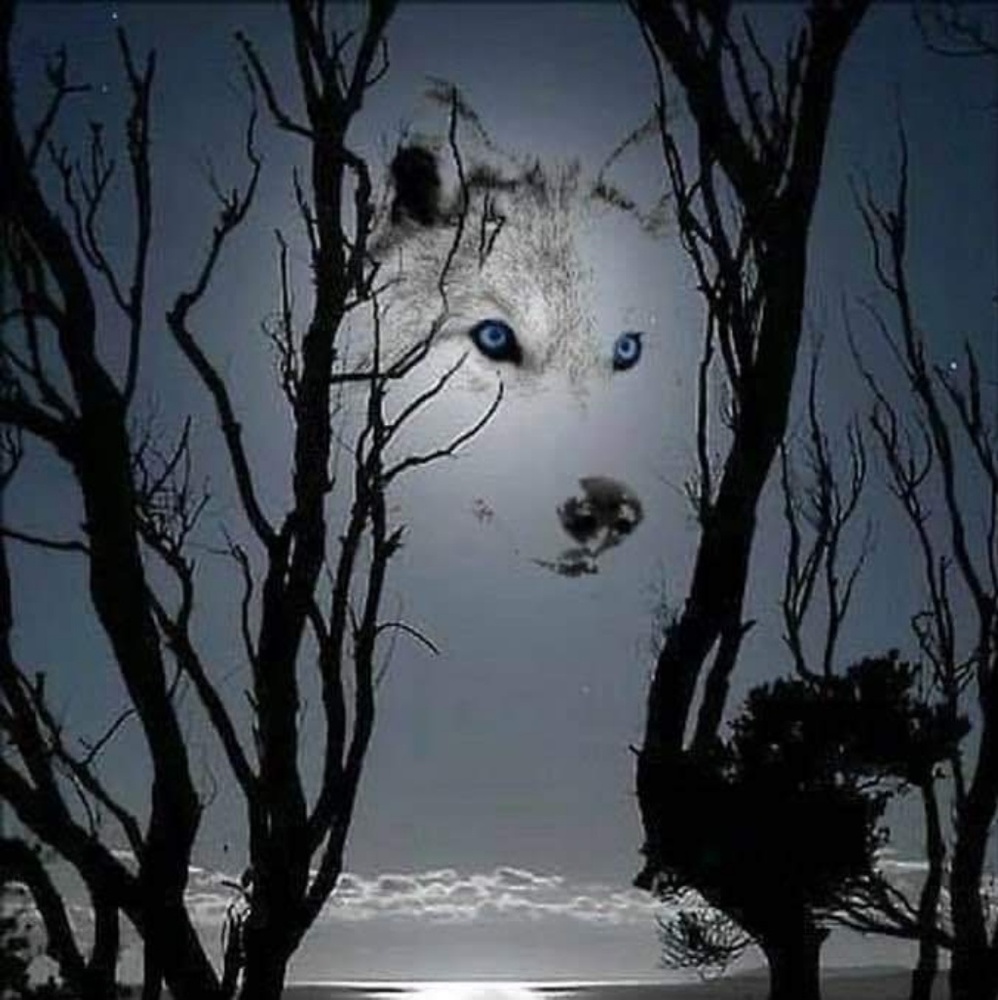 Meet your Posher, Ginger